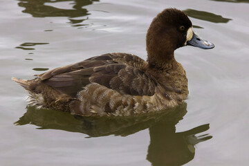 A beautiful Greater Scaup (Female) on a winter morning.  Females are a rich brown overall with a darker head and a white patch next to their bill.