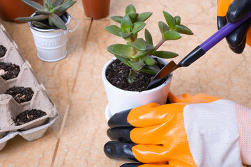 Hands in garden gloves planting succulents in new flower pots. The process of home gardening
