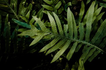 Green fern plants growing on the ground near the grass in front of a bush