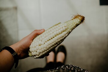 Closeup of a person holding an ear of corn