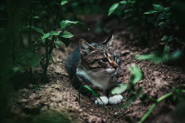 Naklejka na ściany i meble A beautiful cat lies in the garden. The cat watches and hunts.