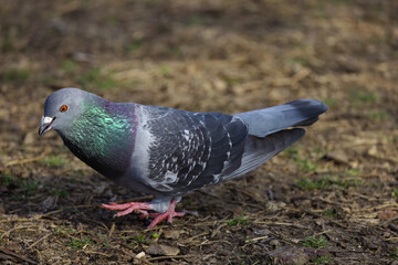 A beautiful Rock Dove on a winter morning.  Wild rock doves are pale grey with two black bars on each wing, whereas domestic and feral pigeons vary in colour and pattern.