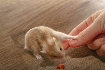 brown and white russian hamster on a wooden table playing with its owner