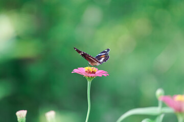 a black butterfly that perches on a zinia flower that is in bloom to feed on nectar.