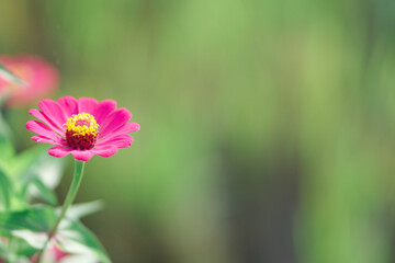 Obraz premium Graceful zinnia flower blooming against green background on summer day macro photography. Blooming zinnia with purple petals close-up shot in summer.