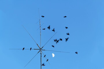 blackbirds perched on a rooftop antennae