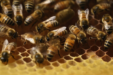 Bees on honeycombs in the hive honey cells generative ai
