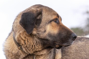 pyrenean mastiff shepherd dog - obrazy, fototapety, plakaty