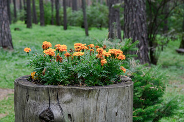 Flower bed on a stump in the forest