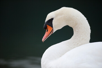 Fototapeta premium A white swan (Cygnus olor) showing its beauty on a lake in Europe. 