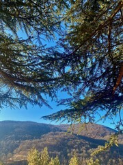 Vertical shot of coniferous tree branches against the background of hills with lush vegetation.