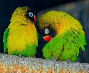 Closeup shot of two yellow-collared lovebirds (Agapornis personatus)