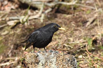 Amsel