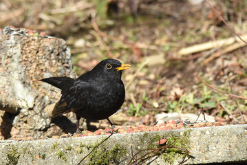Amsel