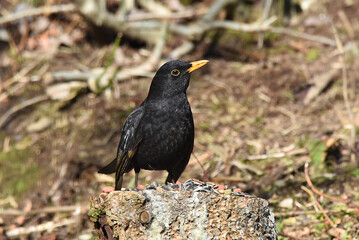 Amsel