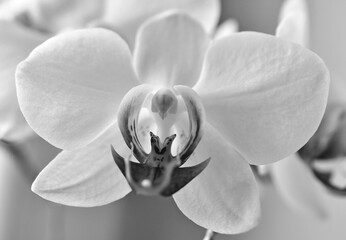 Naklejka na ściany i meble Orchidee Nahaufnahme inschwarz weiß