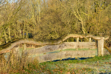 Altes Weidentor im M&uuml;nsterland