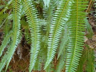 fern leaves