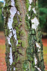 Vertical shot of a tree with moss