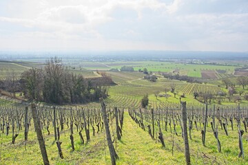 Fototapeta na wymiar andscape in the grapevines on a sunny day in southern germany near ,,fischingen”.