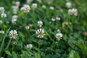 white clover flowers and green grasses in summer time close up
