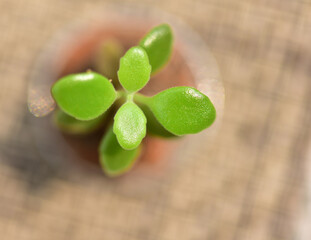 Green seedlings grow in pots inside the greenhouse. agriculture concept propagation, planting