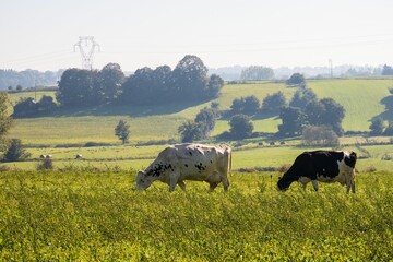 Cows grazing in a grean meadow on a sunny day