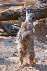 Vertical shot of a cute furry meerkat (Suricata suricatta) mammal looking up