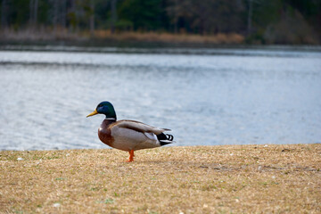 Duck on the lake