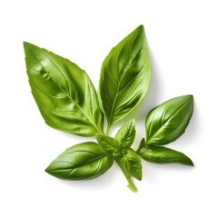 Fresh basil green leaves organic farm isolated on white background Generative AI Illustration