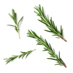 Fresh rosemary green leaves from organic farm isolated on white background Generative AI Illustration
