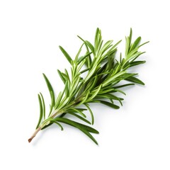 Fototapeta premium Fresh rosemary green leaves from organic farm isolated on white background Generative AI Illustration