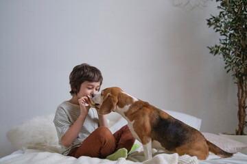 boy and his Beagle enjoy a shared sandwich, demonstrating harmony and understanding between a human...