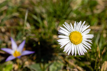 wild daisy in the mountains of madrid