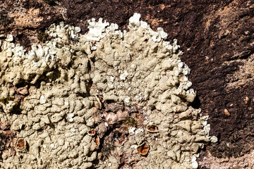 wild lichen on the rocks of the mountains of madrid