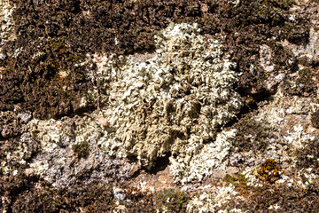 wild lichen on the rocks of the mountains of madrid
