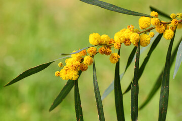 Acacia saligna, Fabaceae, spring flowering tree. Macro shoot in nature