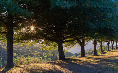 Fototapeta premium autumn in the park