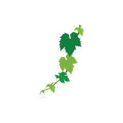 The branch of green grapes leaves vector artwork