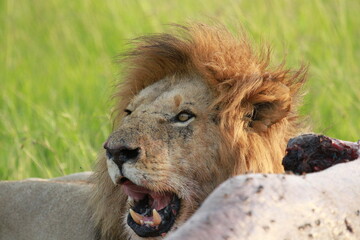 Portrait of a lion sitting near his hippo kill and licking