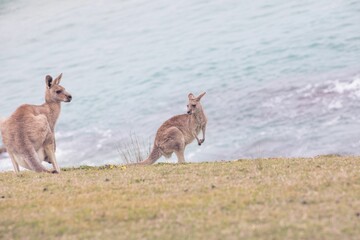 Kangaroos playing at Emerald Beach, Australia.