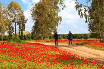 Wild red anemone flowers bloom among a green grass and eucalyptus trees on a meadow. People enjoy beautiful spring day. Magnificent landscape in National Park nature reserve. South Israel. Ecotourism