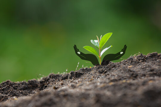 close up picture of the sapling of the plant is growing