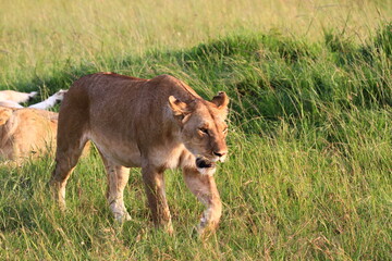 Lioness walking from her sisters with her stomach full with recent kill meat