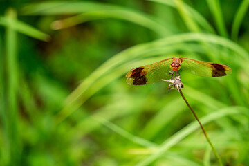 red dragonfly

