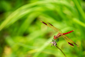 red dragonfly
