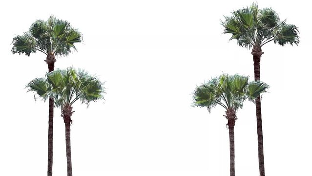 Palm trees in the wind, cropped on white background and bluescreen chroma key, 4K
