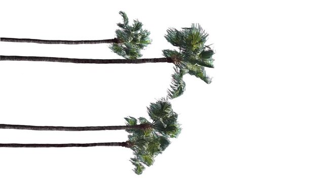 Palm trees in the wind, cropped on white background and bluescreen chroma key, 4K