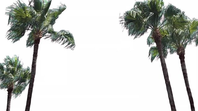 Palm trees in the wind, cropped on white background and bluescreen chroma key, 4K
