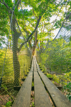 Parcours de filets dans les branches aux Jardins de la Balata &agrave; Fort-De-France, Martinique. Jardins exotique des Antilles Fran&ccedil;aises.	